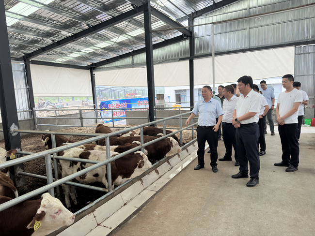 中國有研黨委班子成員赴貴州省思南縣調(diào)研督導(dǎo)定點幫扶工作